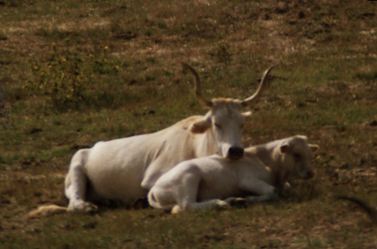 Animali al pascolo